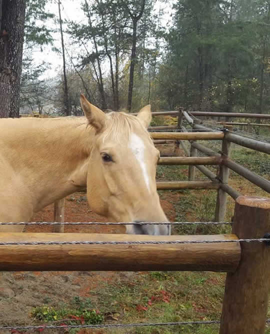 Single Horse Boarded at JJ's Place